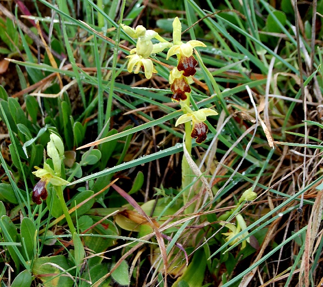 Ophrys fusca Alpine Garden Society